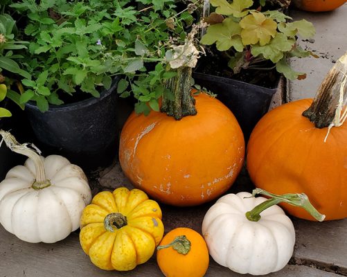Pumpkins and gourds at the Kearsley's Nursery fall festival