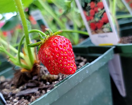A strawberry ripening on a plant start at Kearsley's Nursery